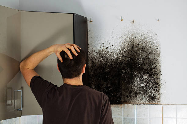 Professional Mold Removal in Valley Stream, NY